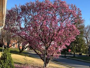 725 Springdell Road, King Of Prussia PA 19406