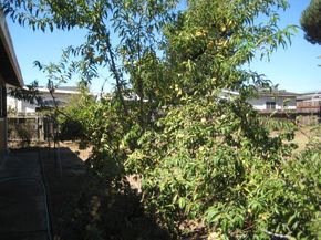 155 Lita Lane, Watsonville CA 95076