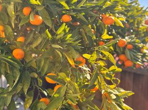 24927 2nd Street, Hayward CA 94541