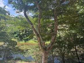 3212 NW 102nd Ter 203F, Coral Springs FL 33065