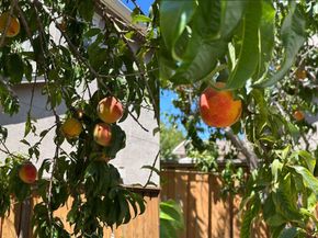 6278 Murdock Way, San Ramon CA 94582