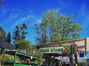 9812 59th Avenue S, Seattle WA 98118