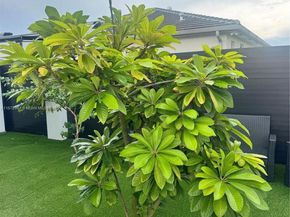 19302 SW 132nd Path, Miami FL 33177