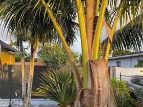 10529 NW 37th ave, Miami FL 33147