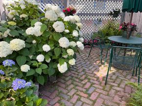 1 Olive Place, Cambridge MA 02140