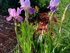 6810 Simms Court, Arvada CO 80004