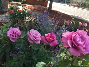 6810 Simms Court, Arvada CO 80004