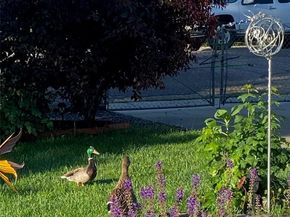 7303 W 59th Avenue, Arvada CO 80003