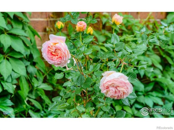 604 Mapleton Avenue, Boulder CO 80304