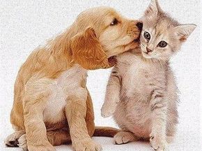 100-25 Queens Boulevard 7FF, Forest Hills NY 11375