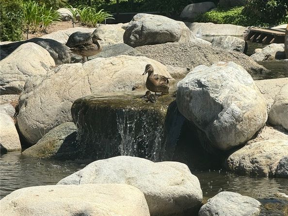 124 Tangelo 390, Irvine CA 92618