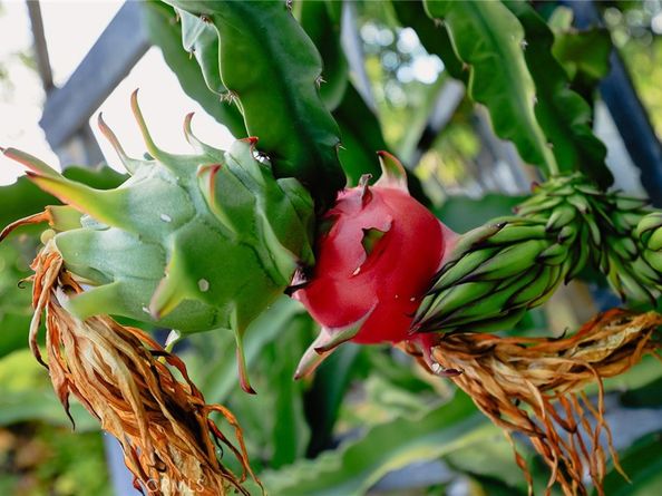 9711 Garibaldi Avenue, Temple City CA 91780