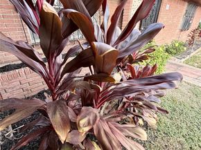 7007 Avenue F, Houston TX 77011