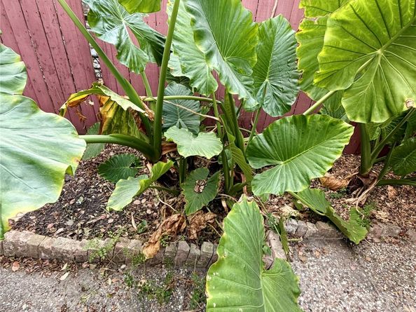 7007 Avenue F, Houston TX 77011