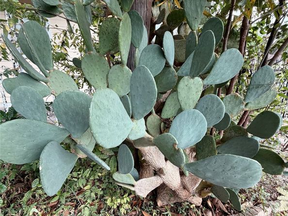 7007 Avenue F, Houston TX 77011