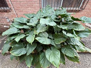 7007 Avenue F, Houston TX 77011