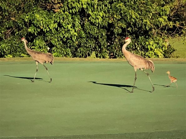 22 Balfour Road W, Palm Beach Gardens FL 33418