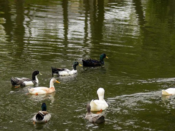 2605 Sam Bass RD 107, Round Rock TX 78681