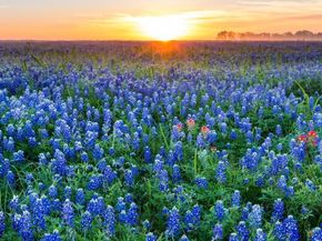 1712 Crimson Sunset DR, Georgetown TX 78628