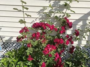 24 Perley Ave, Peabody MA 01960