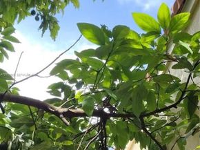 659 Verona Pl, Weston FL 33326