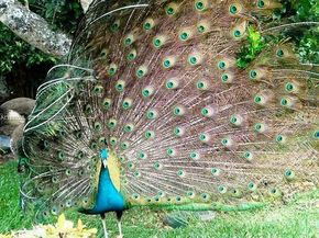 2245 Fisher Island Dr 3405, Miami Beach FL 33109