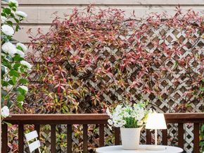 1705 Gough Street, San Francisco CA 94109