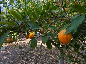 917 Gretna Green Way, Escondido CA 92025