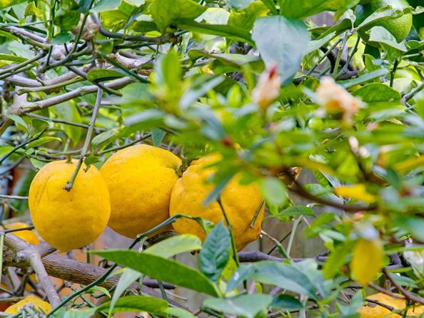 3039 Dumas Street, San Diego CA 92106