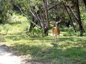 8204 Texas Plume RD, Austin TX 78759