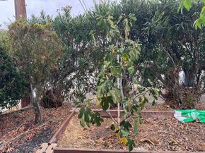 1241 Raymond Dr, Pacheco CA 94553