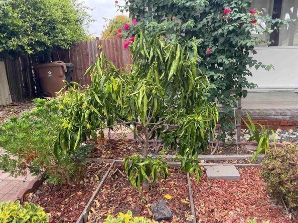 1241 Raymond Dr, Pacheco CA 94553