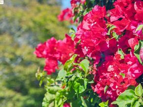 1213 Richmond St., El Cerrito CA 94530