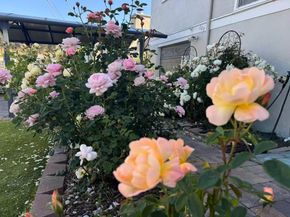 209 Norwich Drive, South San Francisco CA 94080