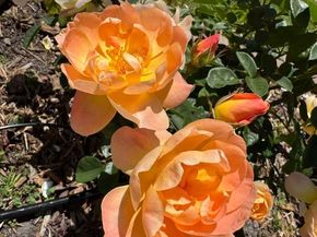 209 Norwich Drive, South San Francisco CA 94080