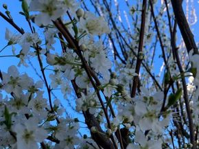 209 Norwich Drive, South San Francisco CA 94080