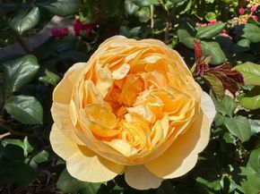 209 Norwich Drive, South San Francisco CA 94080