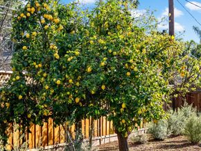 12536 Paseo Flores, Saratoga CA 95070