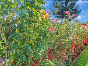 250 San Carlos Avenue, Redwood City CA 94061