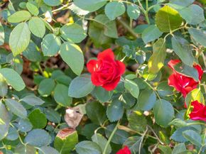 575 Morecroft Road, Lafayette CA 94549