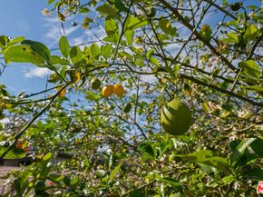 22301 Leadwell Street, Canoga Park CA 91303