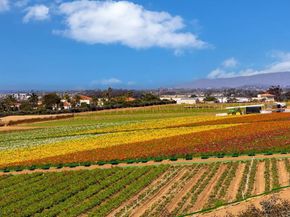 2577 Delphinium Lane, Carlsbad CA 92008