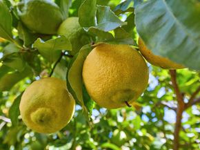 2851 Cebu Place, Carlsbad CA 92009