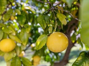 1762 Arroyo, Escondido CA 92026