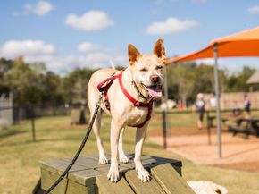 209 Maton WAY, Liberty Hill TX 78642