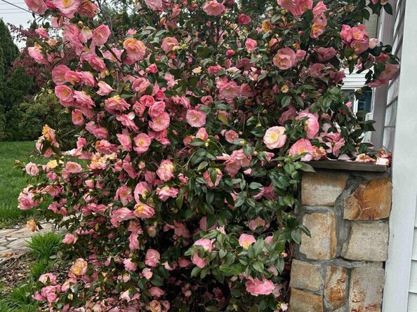 9720 Five Oaks Road, Fairfax VA 22031