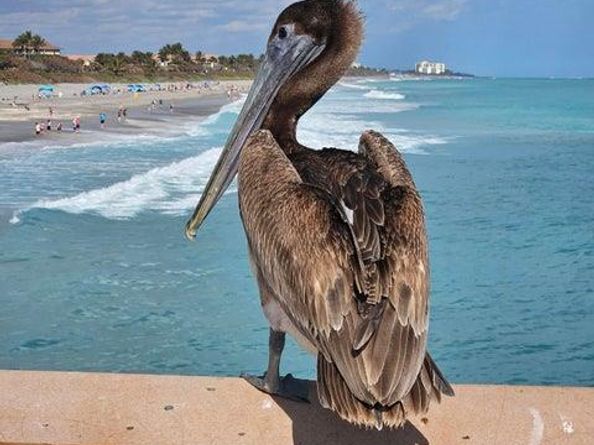 303 Mainsail Circle, Jupiter FL 33477