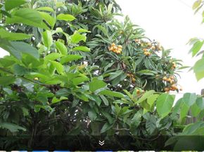 11423 Wickersham Lane, Houston TX 77077