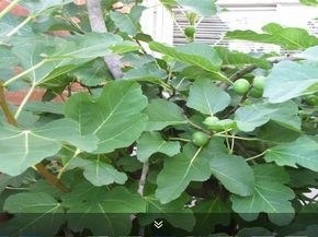 11423 Wickersham Lane, Houston TX 77077