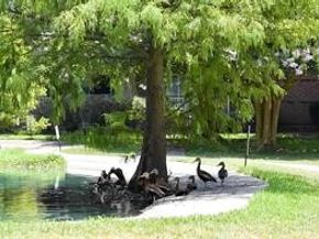 2803 Kings Crossing Drive 315, Kingwood TX 77345